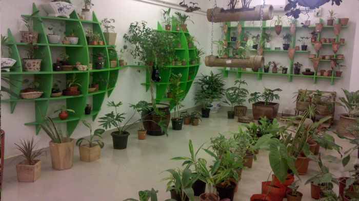 комнатные растения как бизнес
