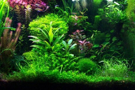 возможно ли заработать на выращивании аквариумных растений
