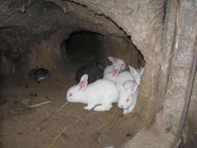 разведение кроликов в ямах как бизнес