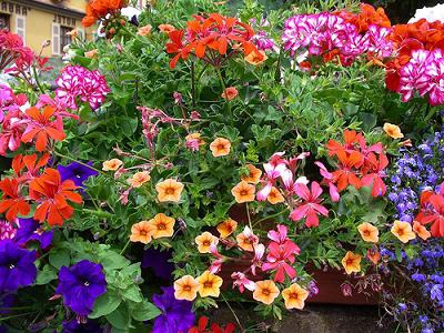 выращивание цветов на продажу в теплице