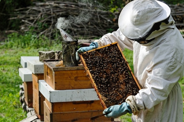с чего начать пчеловодство