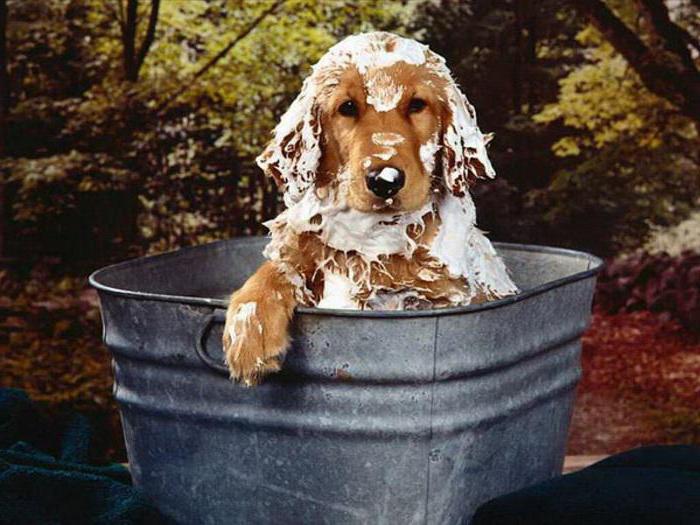 из чего делают хозяйственное мыло из собак