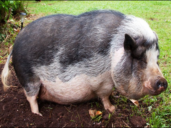 условия разведения свиней