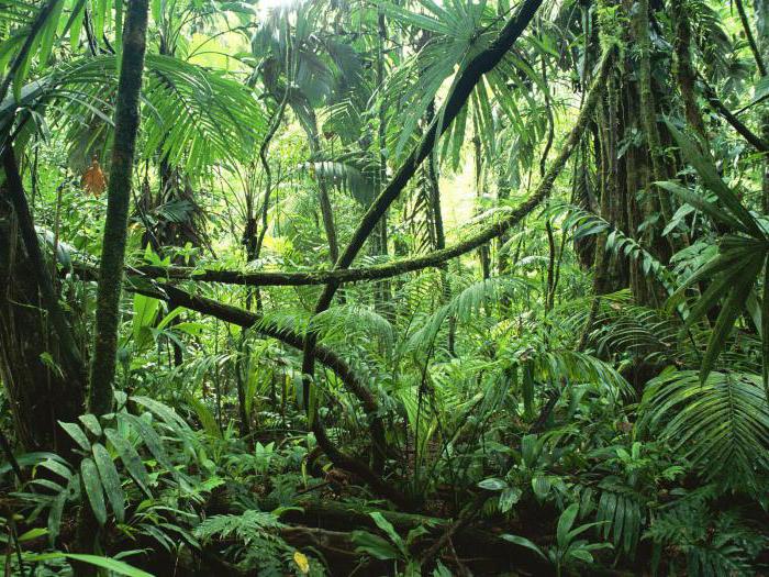 влажные тропические леса