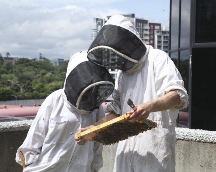 разведение пчел для начинающих мастер класс