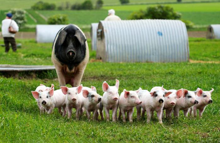механизация свиноводческой фермы