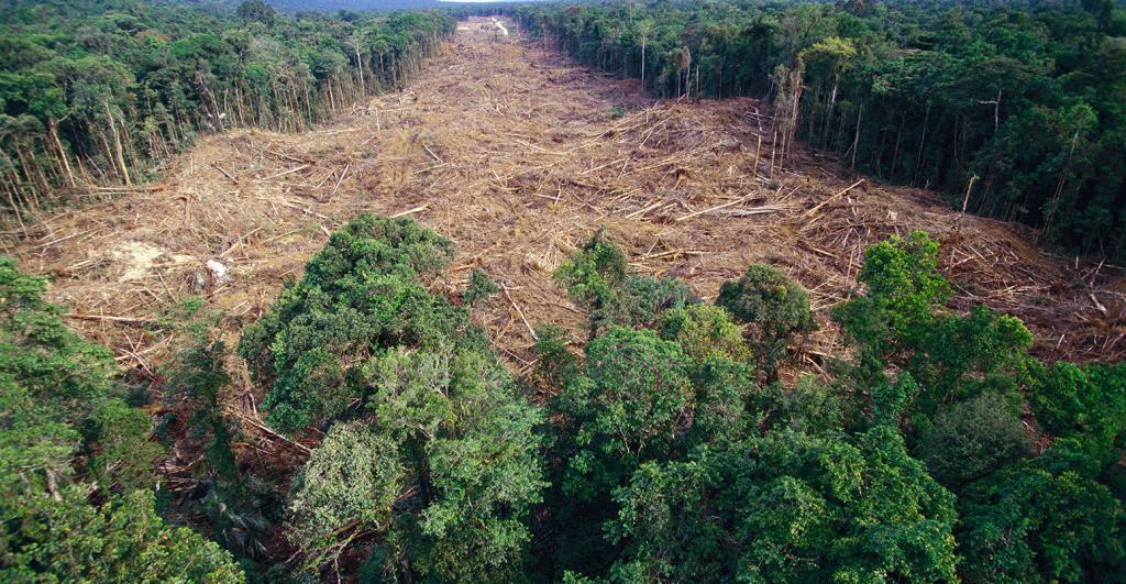 незаконная вырубка леса в россии