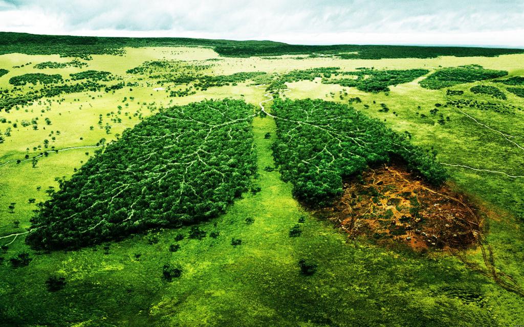 факты о вырубке лесов в россии