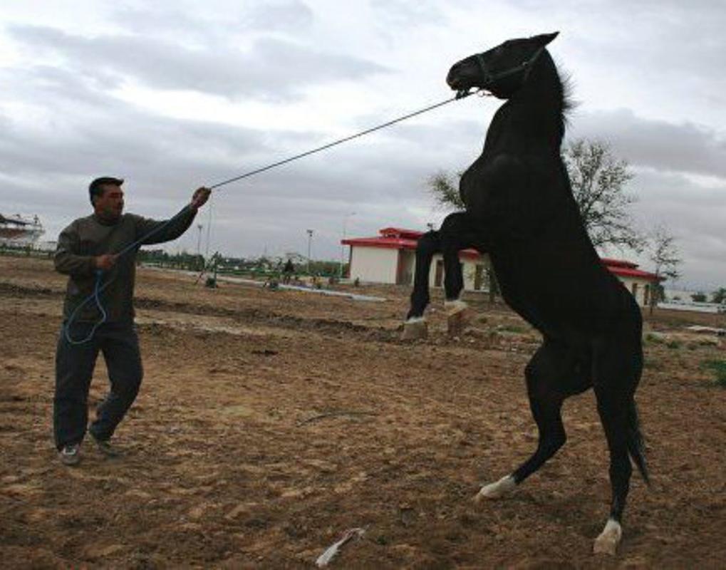 Арабские лошади: фото, история, характеристика, типы лошадей, уход, скачки, стоимость