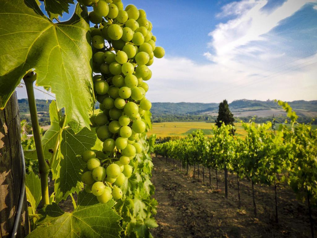 Виноградники в Грузии