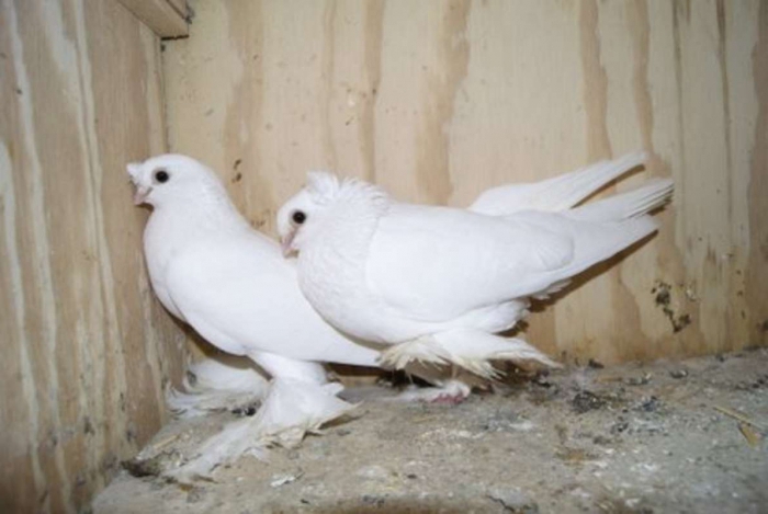 разведение узбекских голубей