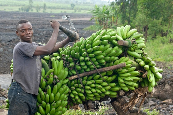 производитель бананы