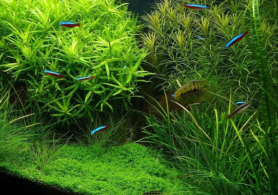 разведение аквариумных растений как бизнес