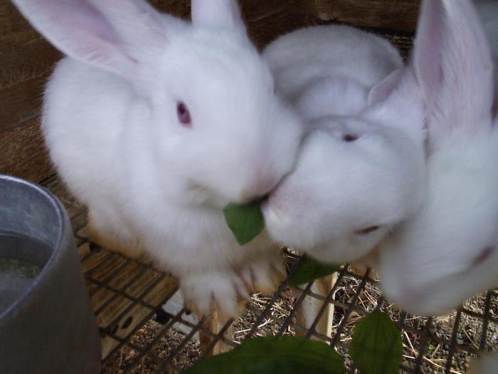 клетки для кроликов 