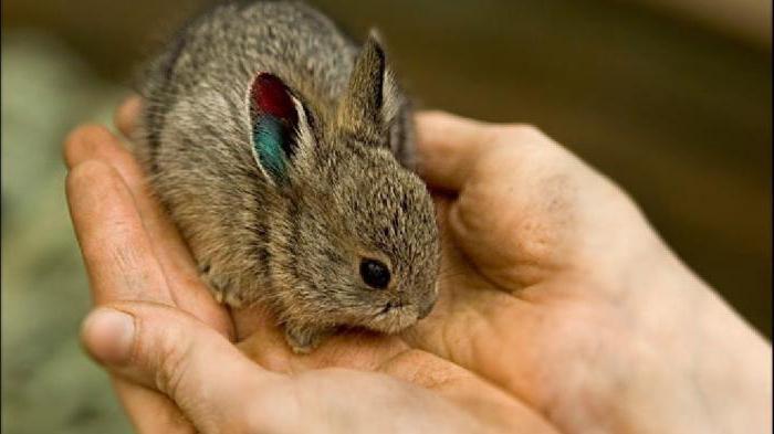разведение кроликов в ямах болезни и лечение