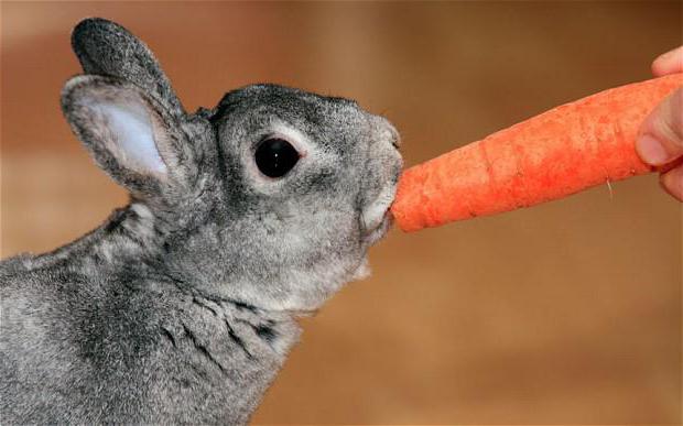 Разведение кроликов в яме бизнес план thumbnail