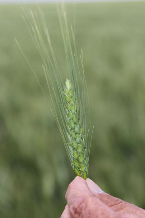 технология выращивания озимой пшеницы