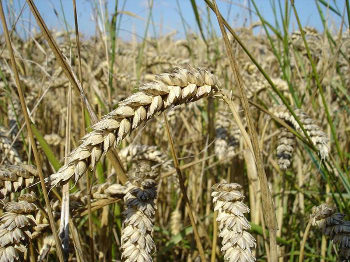 районы выращивания пшеницы