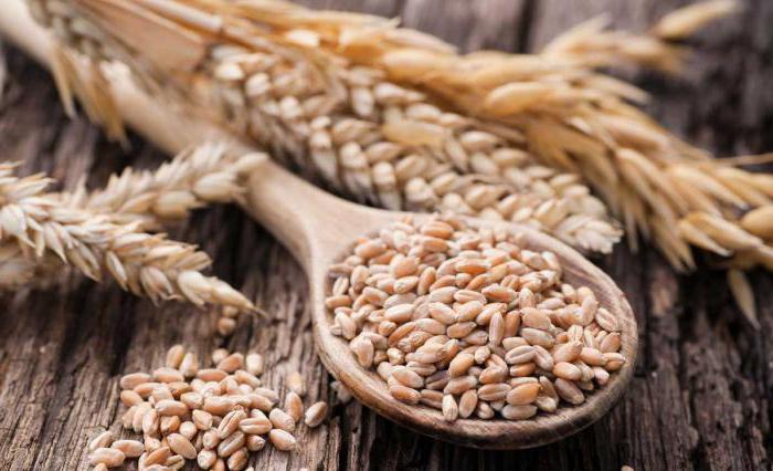 условия выращивания пшеницы