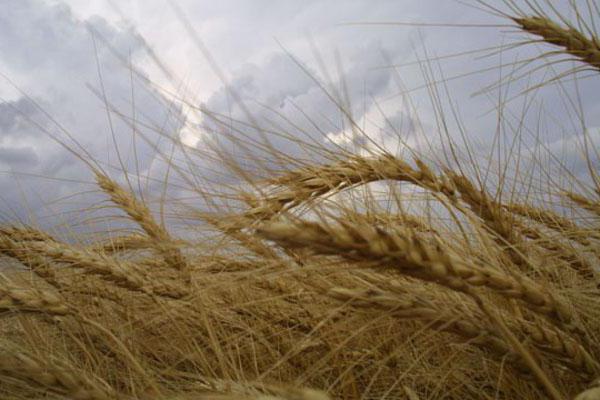 выращивание озимой пшеницы 