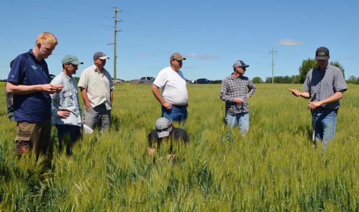 агроклиматические условия благоприятны для выращивания пшеницы