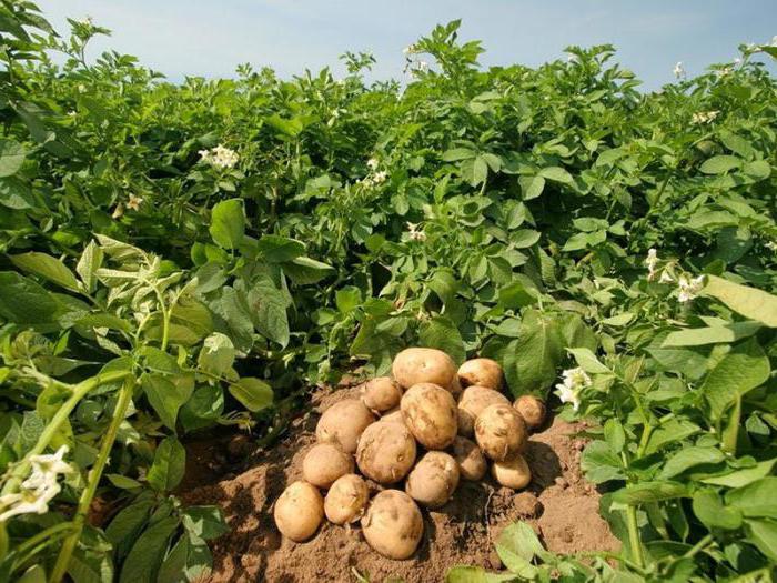 урожайность картофеля с 1 га в сибири 