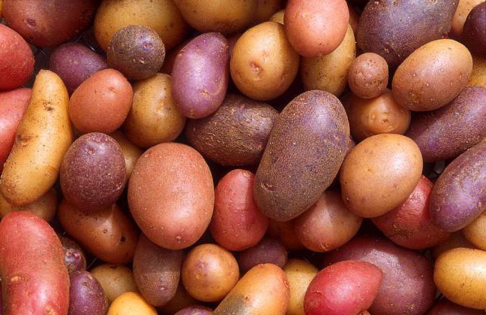 урожайность картофеля с 1 га в россии