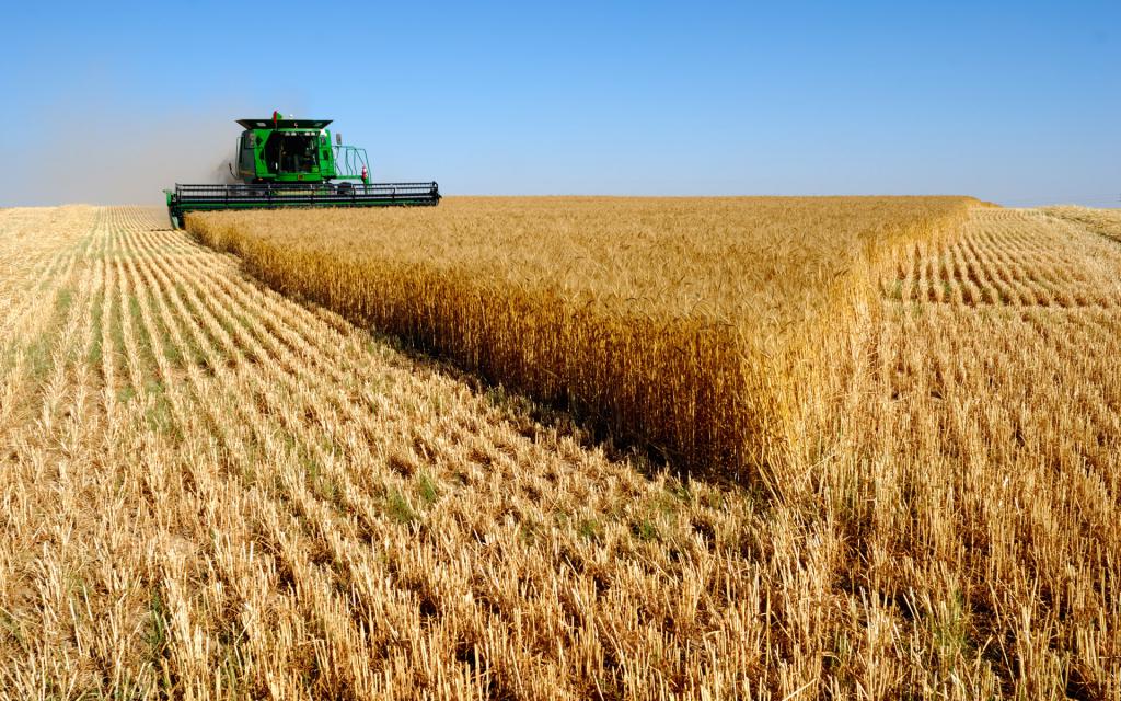 Выращивание зерна в Свердловской области