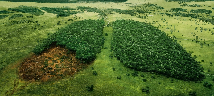 вырубка лесов экологическая проблема