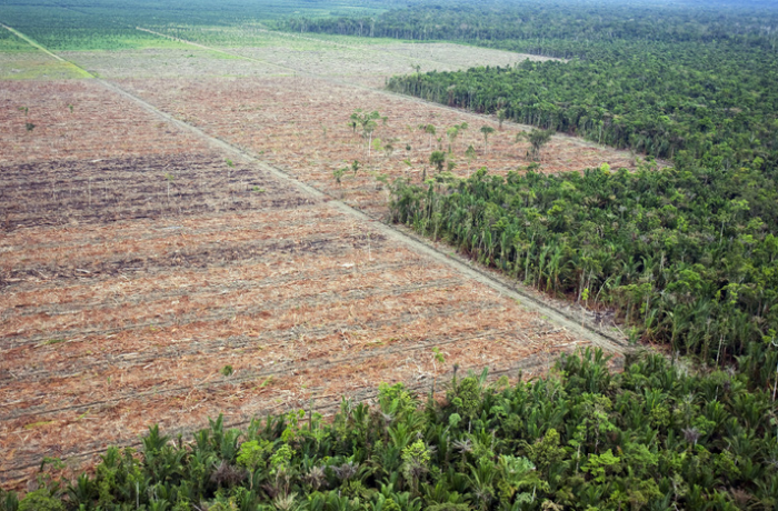 наказание за вырубку леса