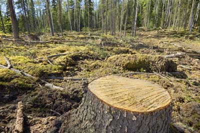 наказание за незаконную вырубку леса
