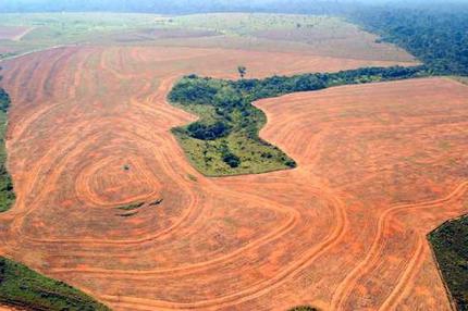 проблема вырубки лесов 
