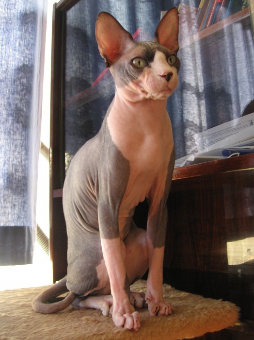 кошки породы сфинкс 