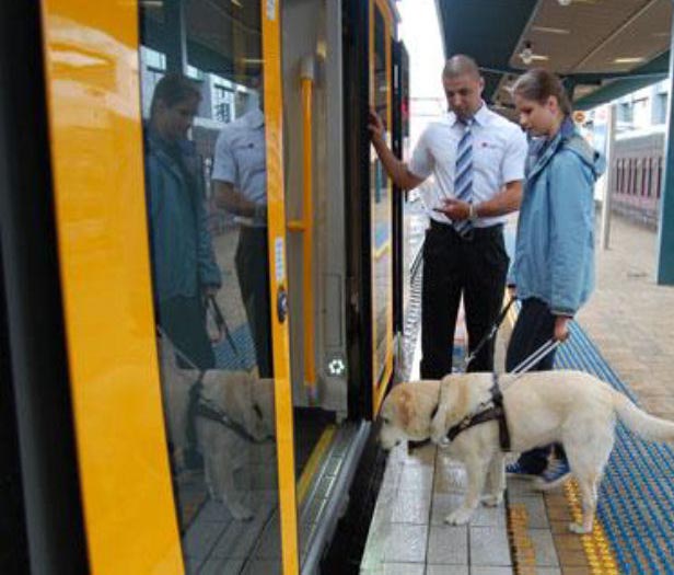 Можно с собакой в автобус. Вагон для перевозки животных. Собака в поезде. Собака поводырь в поезде. Собака поводырь в автобусе.