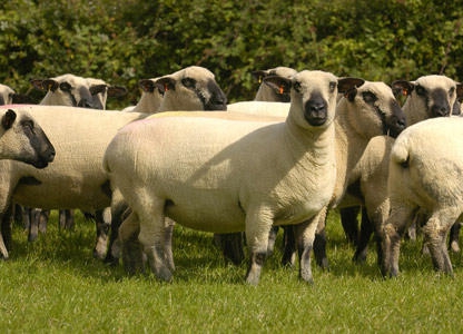овцеводство как бизнес