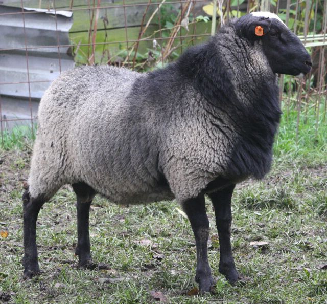 разведение овец и баранов