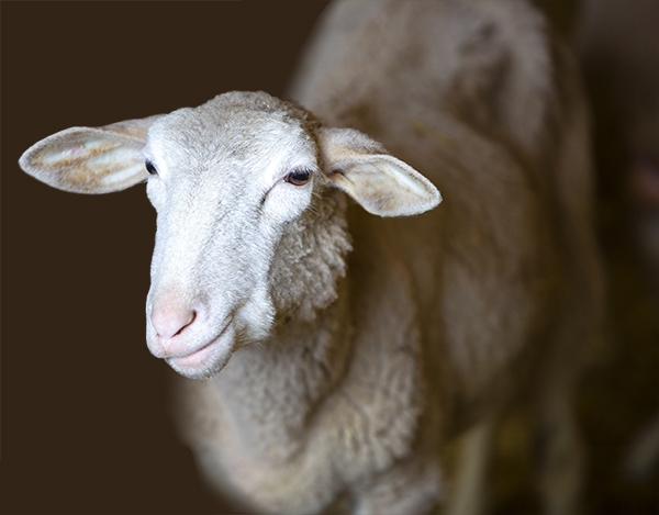  разведение овец как бизнес