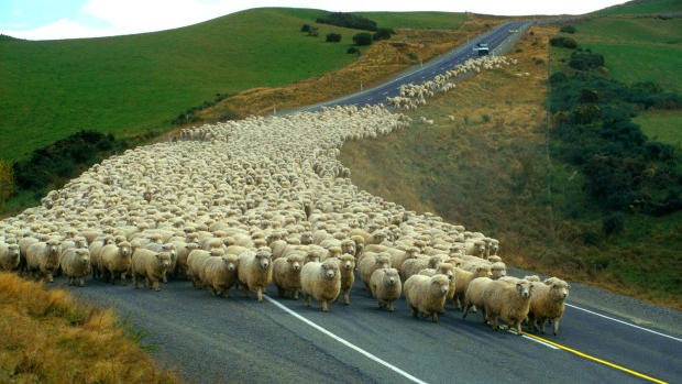  бизнес на овцах