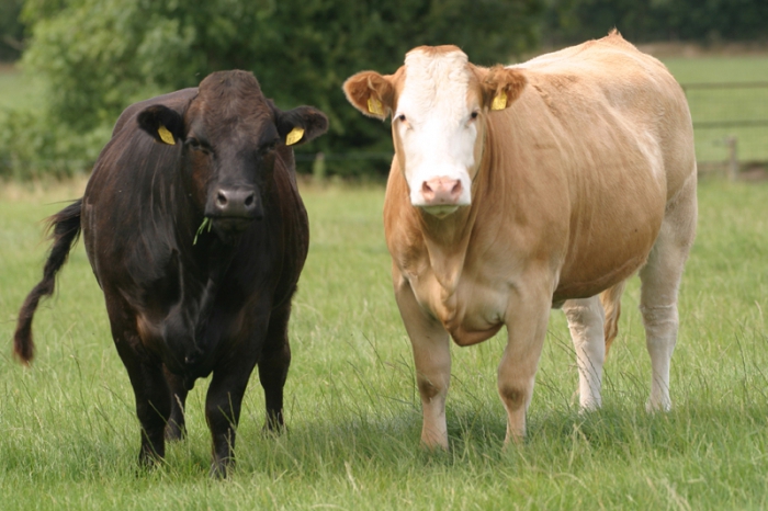 мясное скотоводство бизнес план 
