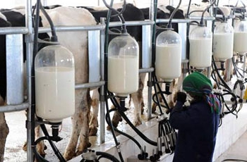 процесс производства молока