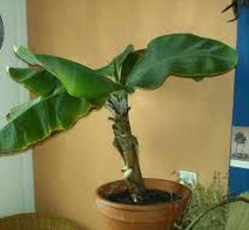 банановое дерево 