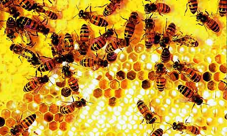 пчелиный бизнес