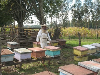 сколько зарабатывает пчеловод