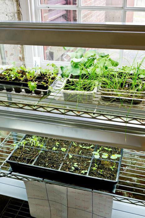 Как выращивать лук в домашних условиях порей?