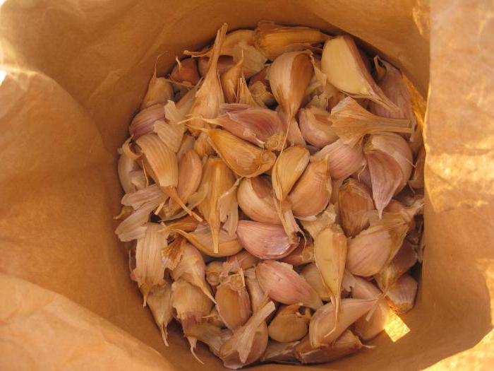 выращивание чеснока в открытый грунт