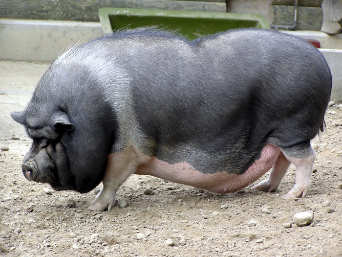 разведение свиней