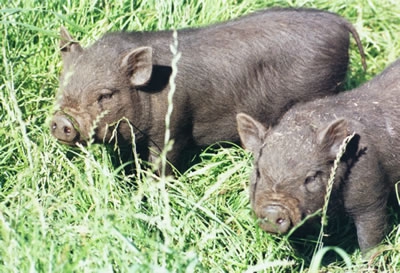 разведение вьетнамских свиней