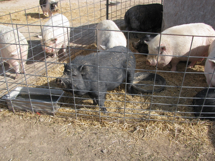 домашние разведение свиней