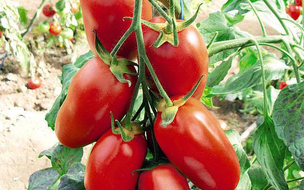 выращивание рассады помидоров в теплице на продажу