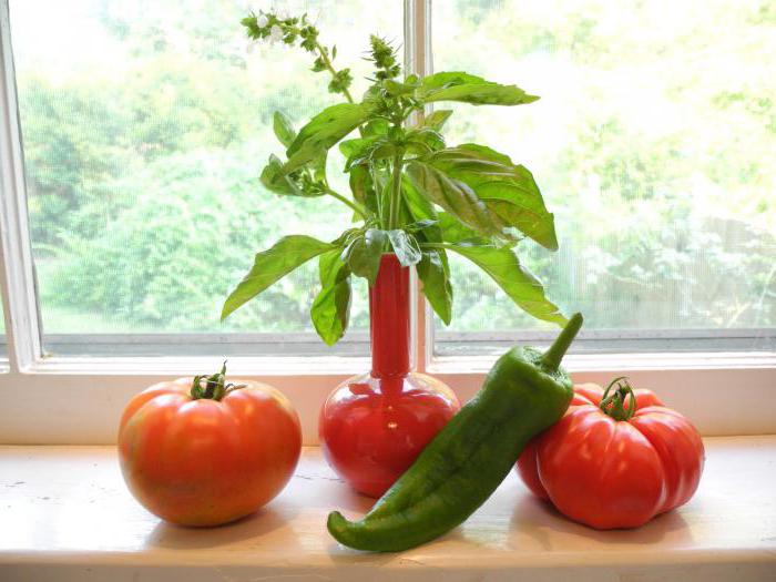 выращивание рассады помидоров и перца